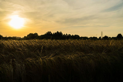 Scenic view of wheat field against sky at sunset