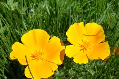 Close-up of yellow flowering plant on field