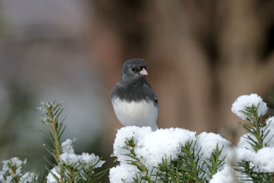 Junco in snow