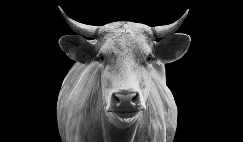 Cute black and white cow standing in the black background