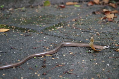 High angle view of lizard on road