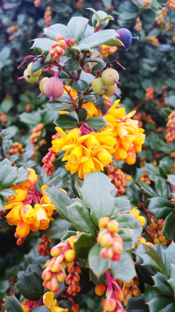 flower, freshness, growth, petal, fragility, beauty in nature, plant, blooming, flower head, nature, focus on foreground, close-up, yellow, in bloom, leaf, bud, day, outdoors, no people, park - man made space