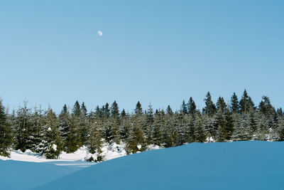 Pine trees against clear sky and moon during winter