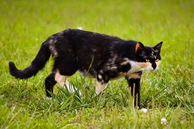 Black cat on field