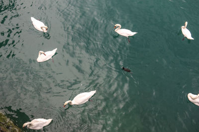 High angle view of swans swimming in lake