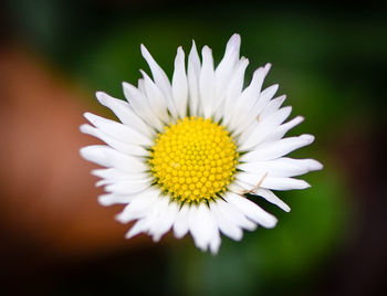 Close-up of white daisy blooming outdoors