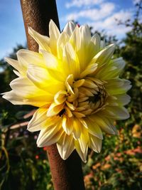 Close-up of yellow flower on field