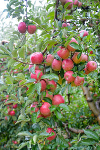 Close-up of red berries growing on tree