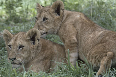 Portrait of a lion