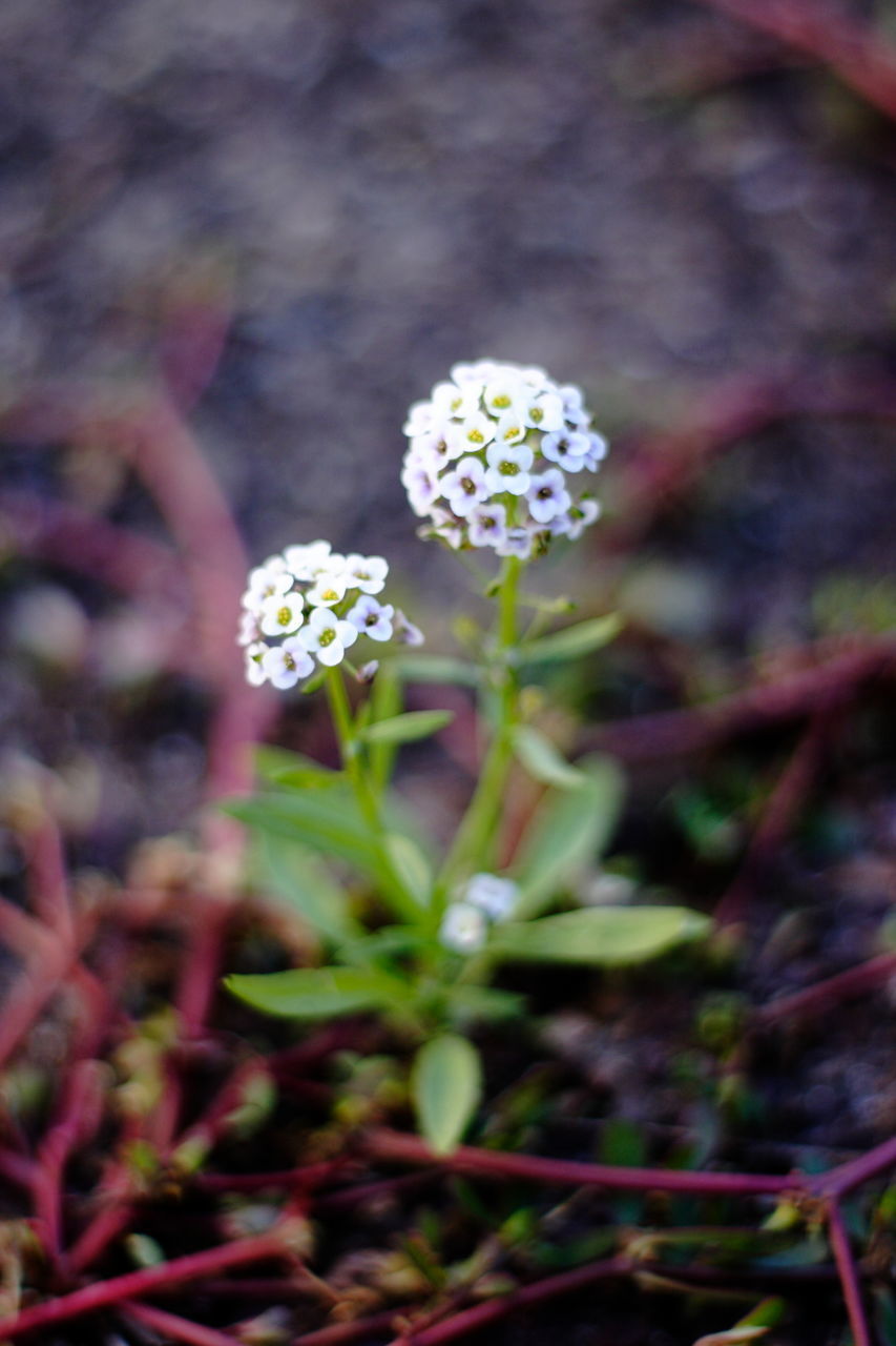 HIGH ANGLE VIEW OF SMALL FLOWER ON FIELD