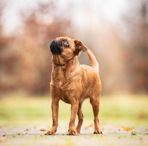 Portrait of dog running on field