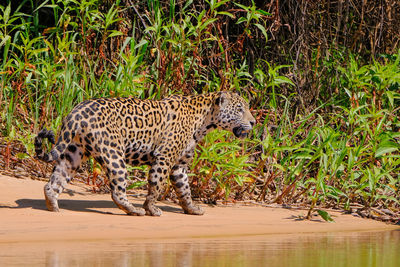 Cat walking in a water