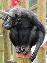 Close-up of monkey sitting on wood