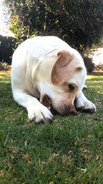 Close-up of dog sleeping on grass