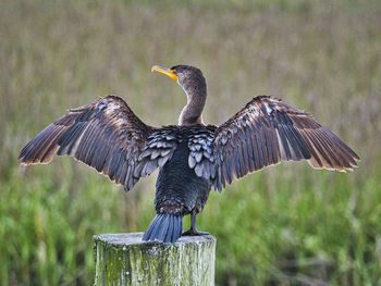 Close-up of bird flying over wooden post