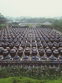 Grass growing on field