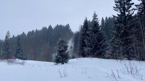 Snow covered land and trees against sky