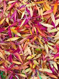 Full frame shot of leaves