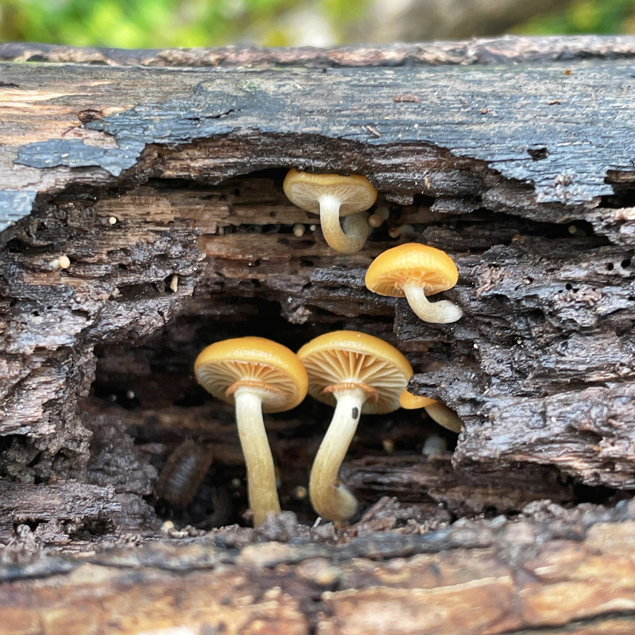 fungus, mushroom, nature, vegetable, food, plant, growth, tree, close-up, yellow, no people, toadstool, land, forest, edible mushroom, soil, tree trunk, day, food and drink, trunk, beauty in nature, oyster mushroom, macro photography, autumn, outdoors, selective focus, woodland, fragility, freshness, wood, agaricaceae, focus on foreground