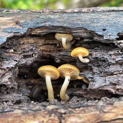 fungus