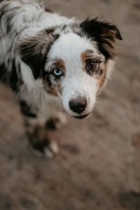 High angle view portrait of dog