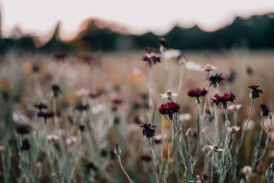 Close-up of flowering plants on field