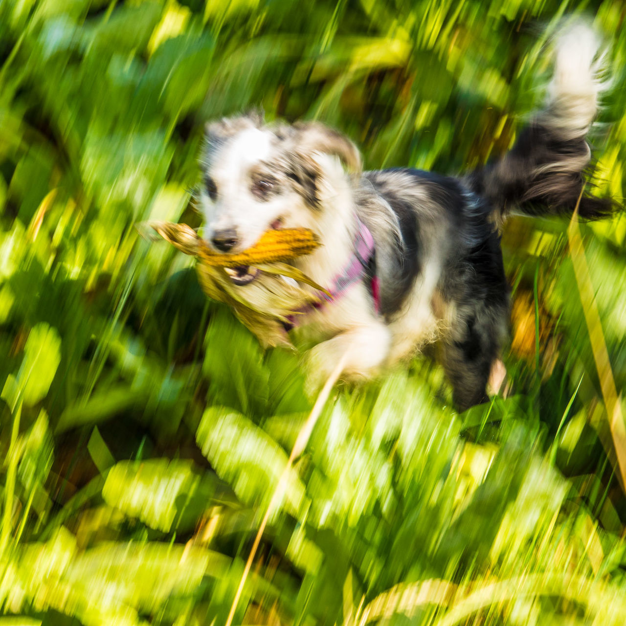 VIEW OF DOG IN GRASS