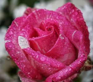 Close-up of raindrops on pink rose