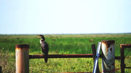 Cormorant perching on rusty railing against grassy field