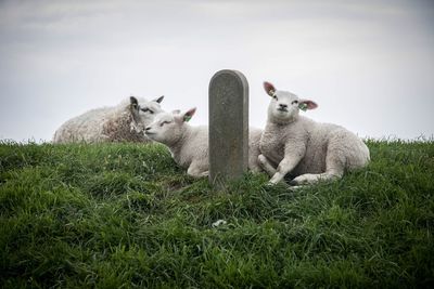 Sheep in a field