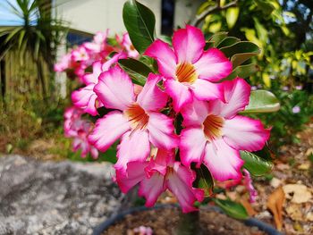Close-up of pink flowers blooming outdoors