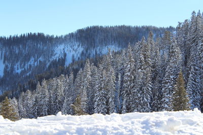 Pine trees on snow covered land against sky