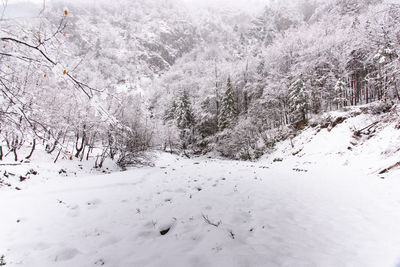 Snow covered trees on landscape