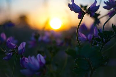 Close-up of purple flowering plants during sunset