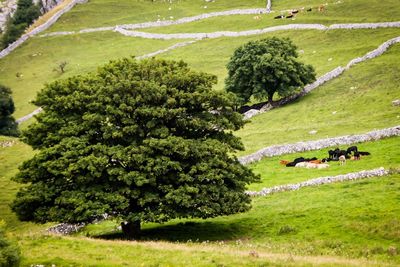 Scenic view of green landscape