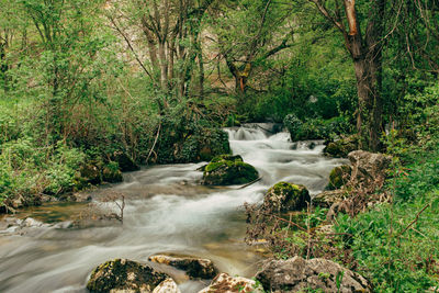 Scenic view of waterfall in forest