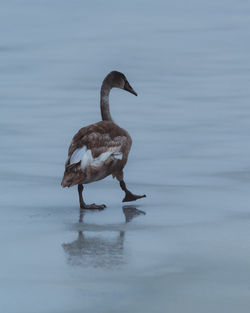 Duck swimming in lake