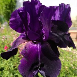 Close-up of wet purple flower