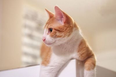Close-up of kitten sitting