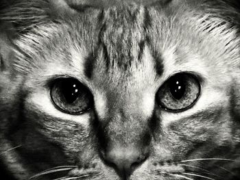 Extreme close up of animal eye