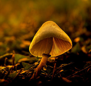 Close-up of mushroom growing on field