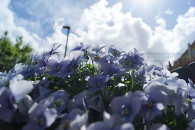 Close-up of purple flowering plants against sky