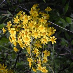 Close-up of yellow flowers