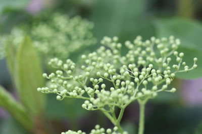 Close-up of water drops on flowering plant