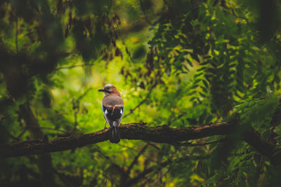 Bird perching on branch