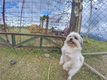 Dog on grass against sky