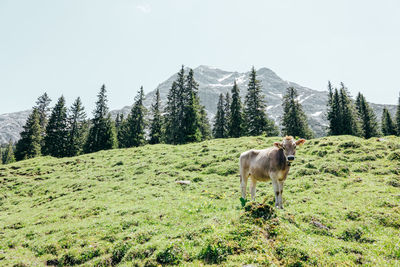 Horse in a field