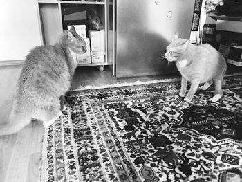 Portrait of cat sitting on floor