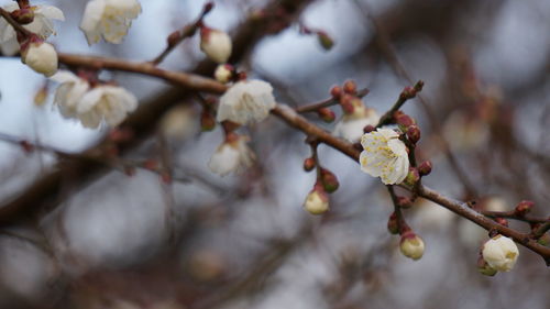 Close-up of white flowers on branch