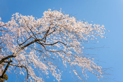 Low angle view of cherry blossom against blue sky